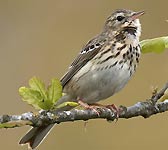 Anthus trivialis