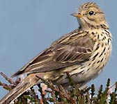 Anthus pratensis