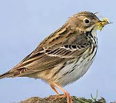 Anthus pratensis