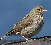 Anthus petrosus