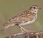 Lullula arborea