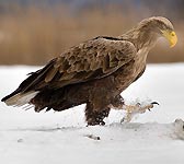 Haliaeetus albicilla