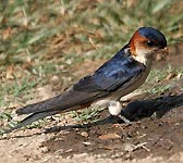 Hirundo daurica