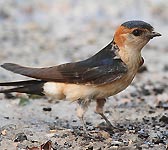 Hirundo daurica