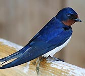 Hirundo rustica