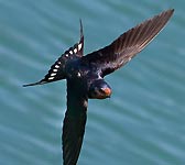 Hirundo rustica