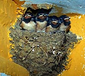 Hirundo rustica