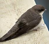 Hirundo rupestris