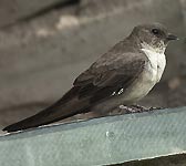 Hirundo rupestris