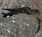 Hirundo rupestris