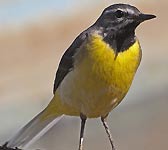 Motacilla cinerea