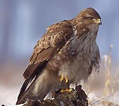 Buteo buteo