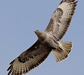 Buteo buteo