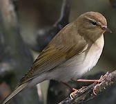 Phylloscopus bonelli