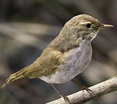 Phylloscopus bonelli