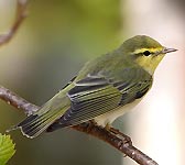 Phylloscopus sibilatrix