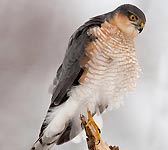 Accipiter nisus