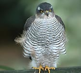 Accipiter nisus