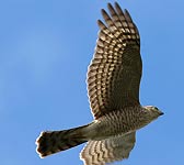 Accipiter nisus