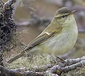 Phylloscopus trochiloides