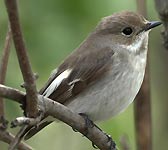 Ficedula hypoleuca