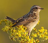 Saxicola rubetra