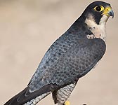 Falco peregrinus