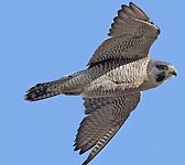 Falco peregrinus