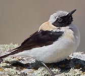 Oenanthe hispanica