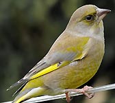 Carduelis chloris