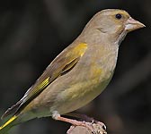 Carduelis chloris