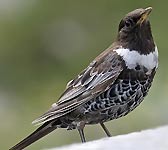 Turdus torquatus