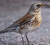 Turdus pilaris