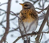 Turdus pilaris