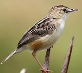 Cisticola juncidis