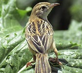 Cisticola juncidis