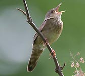 Locustella fluviatilis