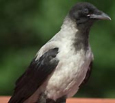 Corvus cornix