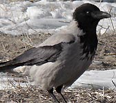 Corvus cornix