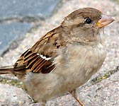 Passer domesticus