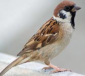 Passer montanus