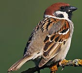 Passer montanus