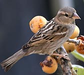 Passer hispaniolensis