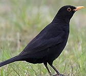 Turdus merula