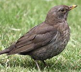 Turdus merula