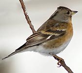 Fringilla montifringilla