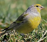 Carduelis citrinella