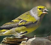 Carduelis citrinella