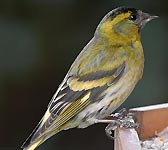 Carduelis spinus