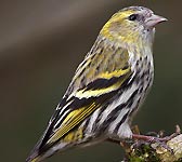 Carduelis spinus